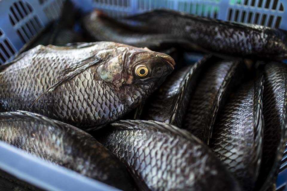 Kenya basket of fish