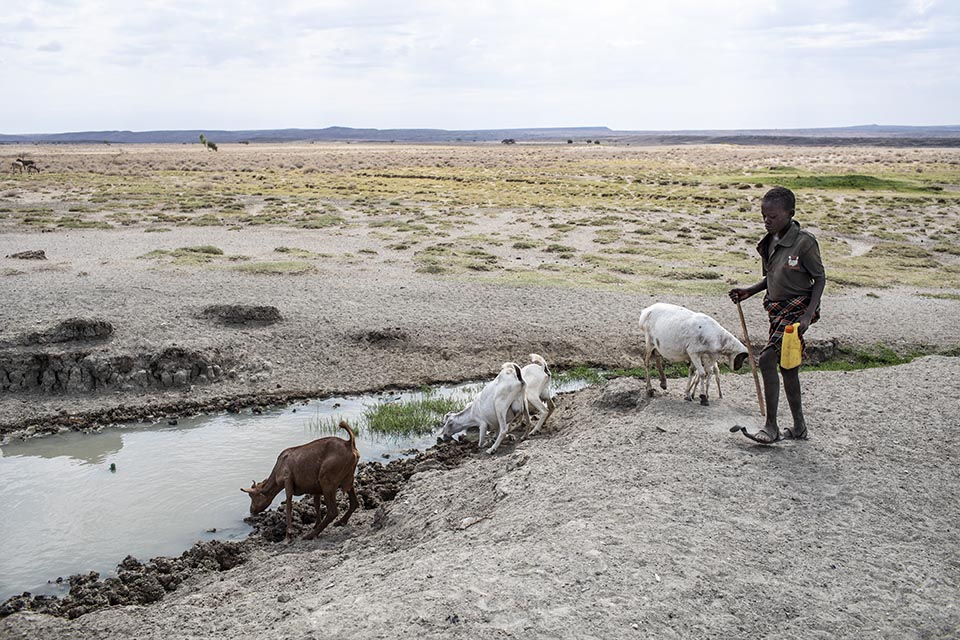 boy in Kenya tends goats