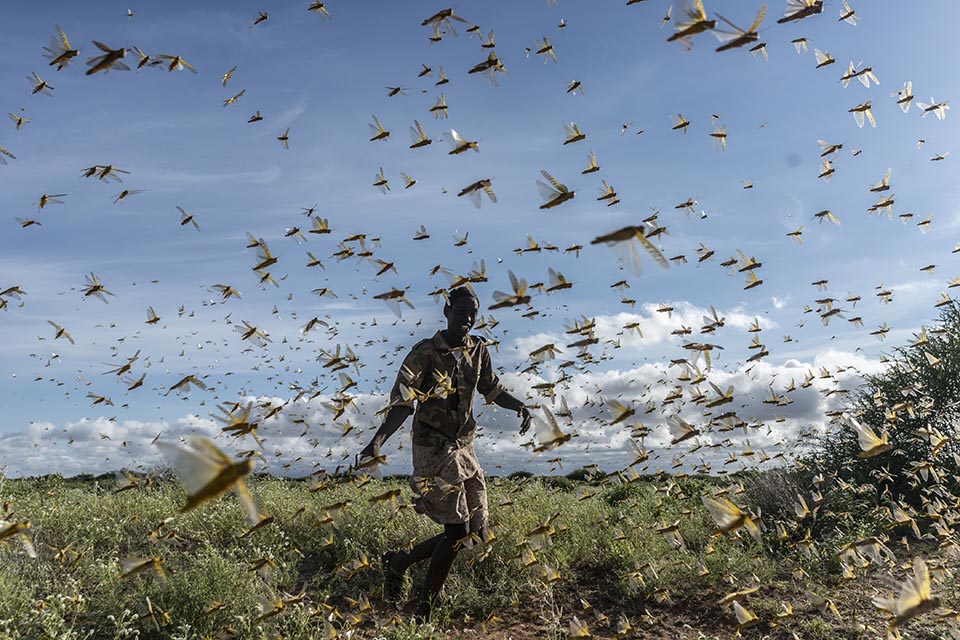 Kenya locust swarm