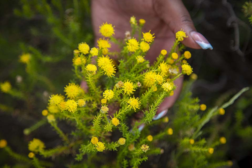 Lesotho invasive plant