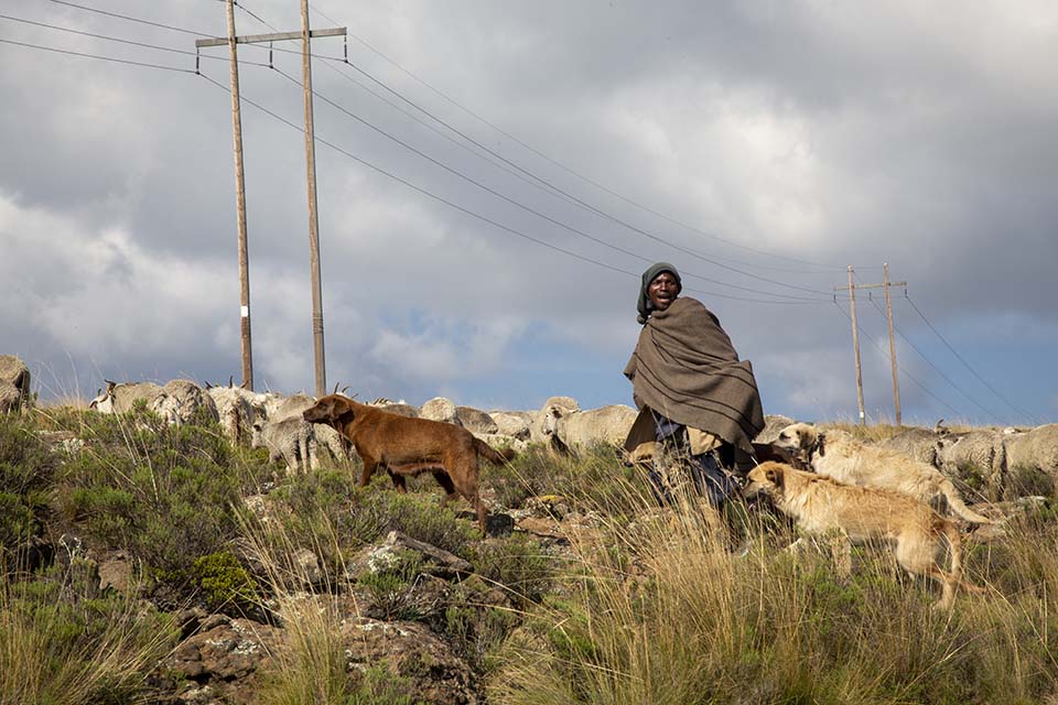 Lesotho herder with cattle