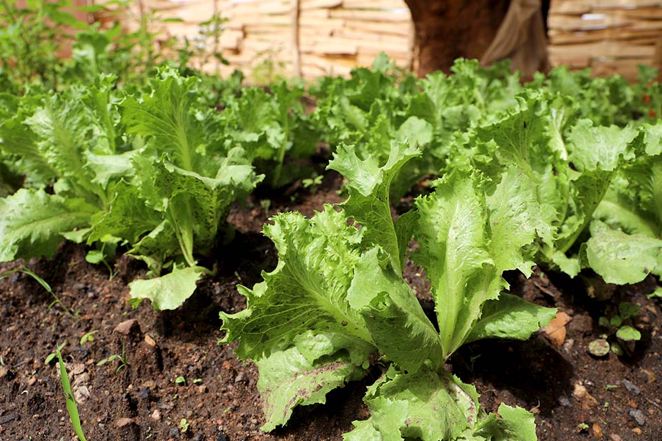lettuce_growing_in_school_garden_in_benin