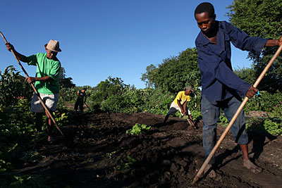 Robin Rasamimanana, left, of Madagascar and his son Jean Marie, behind him, till the soil on land passed down through the generations. Assisting them are Robin's nephew Damy, right, and helper Mananjara, in yellow. Photo by Sara A. Fajardo/CRS