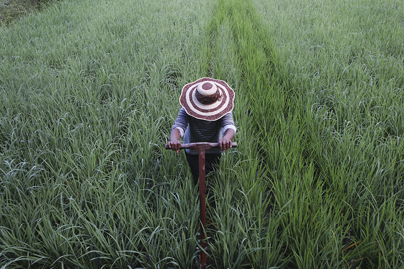 Suzy, a rice farmer in Madagascar, switched to a more bountiful system of rice farming with help from CRS.  