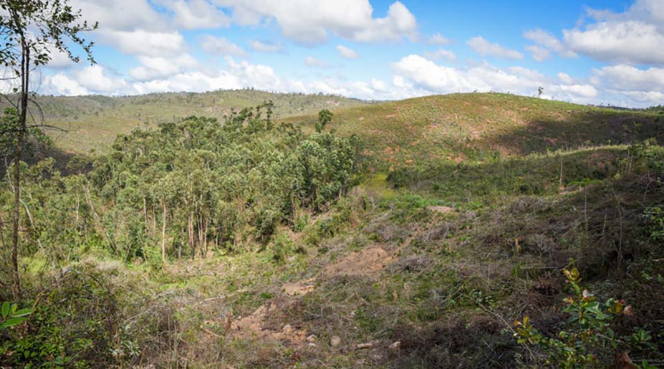 Smallholder vanilla agroforests in Madagascar with support trees for