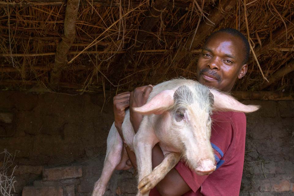 Malawi farmer with pig