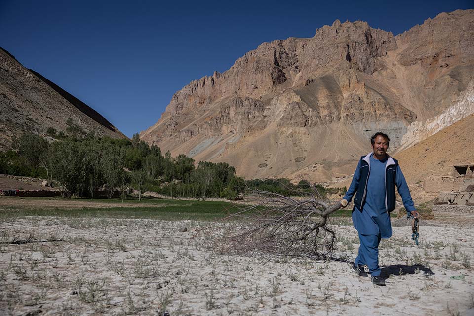 man drags leafless tree in Afghanistan