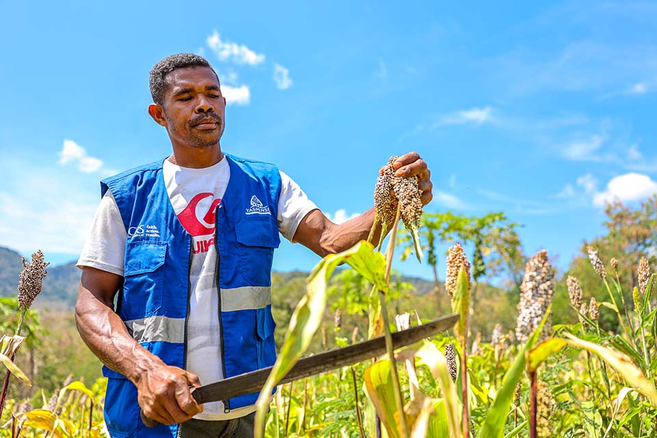 man harvests sorghum in Indonesia