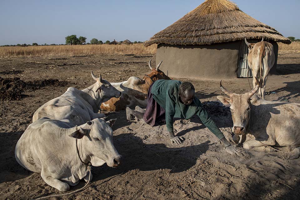 man tends cattle in South Sudan