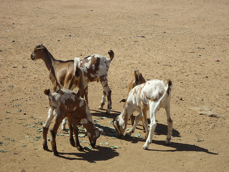 Young goats grazing at Darel Beyda in the Brakna region of Mauritania, West Africa. The animals are distributed as part of the Brakna Resilience Initiative, a Catholic Relief Services project aimed at tackling poverty and hunger and setting communities up