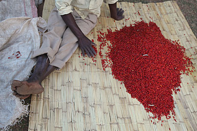At market, Malawian farmer Timothy Machika sorts his chili by grade before presenting them for sale. Chilies that are the brightest red yield the highest prices. Photo by Sara A. Fajardo/CRS