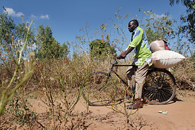 Chili farmer Timothy Machika rides to a monthly buyers market in Malawi on a bike laden with chili peppers and ledger books. Photo by Sara A. Fajardo/CRS