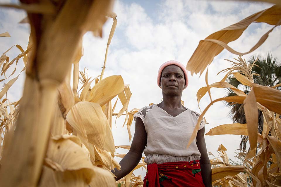 Malawi woman standing in corn field  looking down toward camera