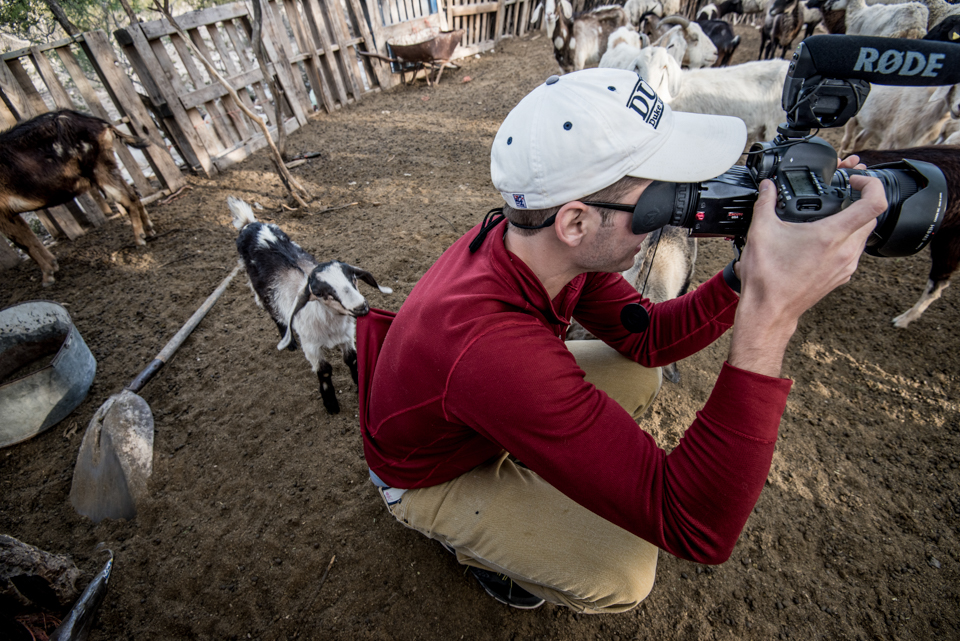 goats in Mexico