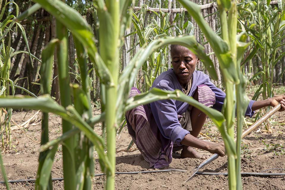 Mozambique farmer in field