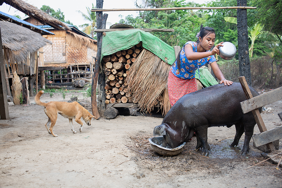 Myanmar farm scene