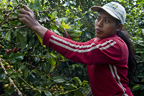 Lijia Martinez picks coffee as a seasonal worker in the San Jose area of Nicaragua. Photo by Karen Kasmauski for CRS