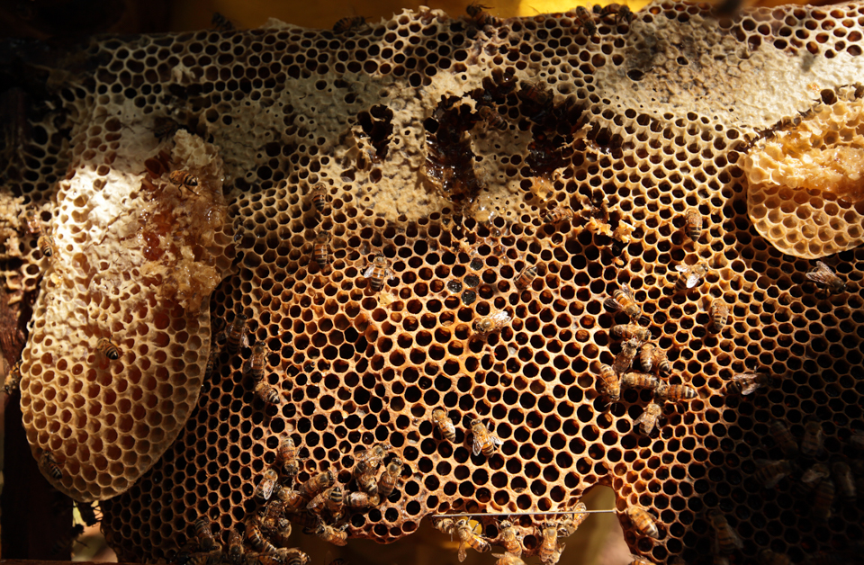beekeeping in Nicaragua