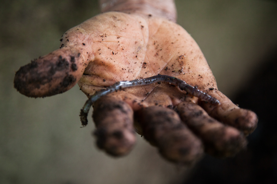 worm from rich soil in Nicaragua