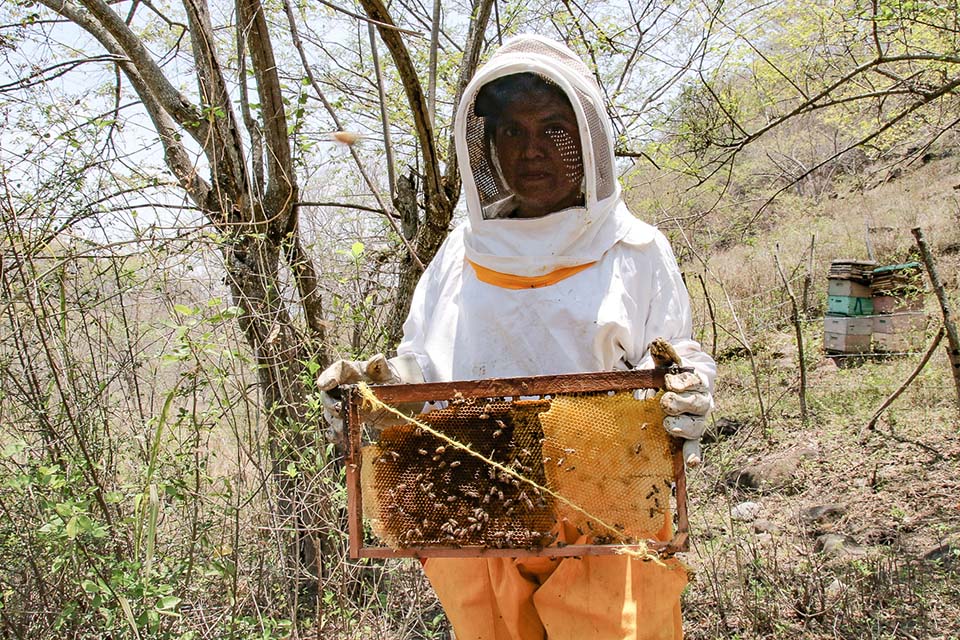 Nicaraguan beekeeper