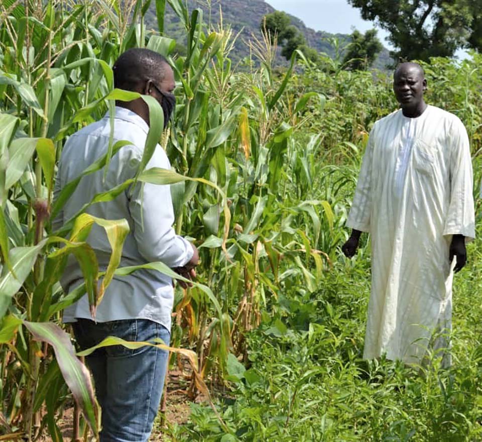 Nigerians stand amid crops on a farm