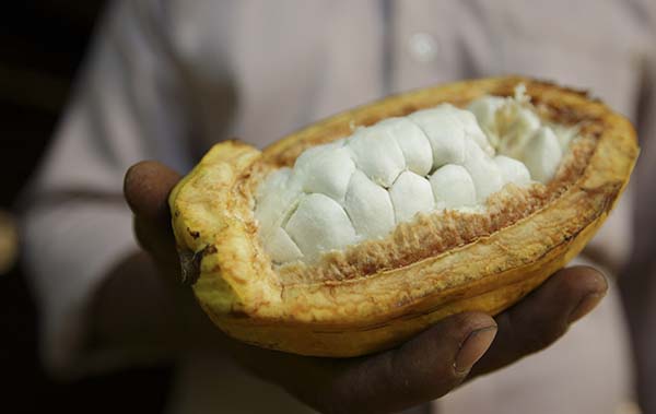 open cacao pod