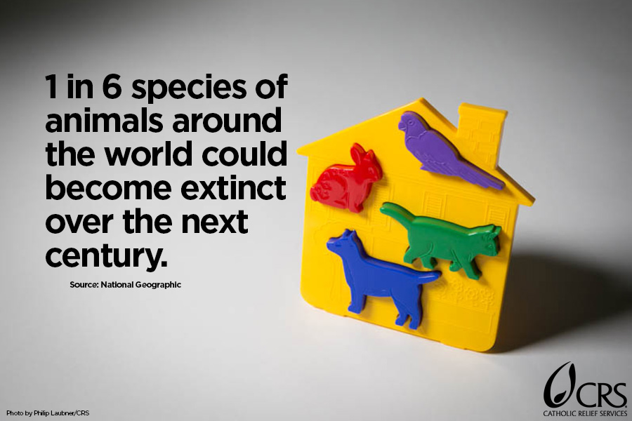 1 in 6 species of animals around the world could become extinct over the next century.
