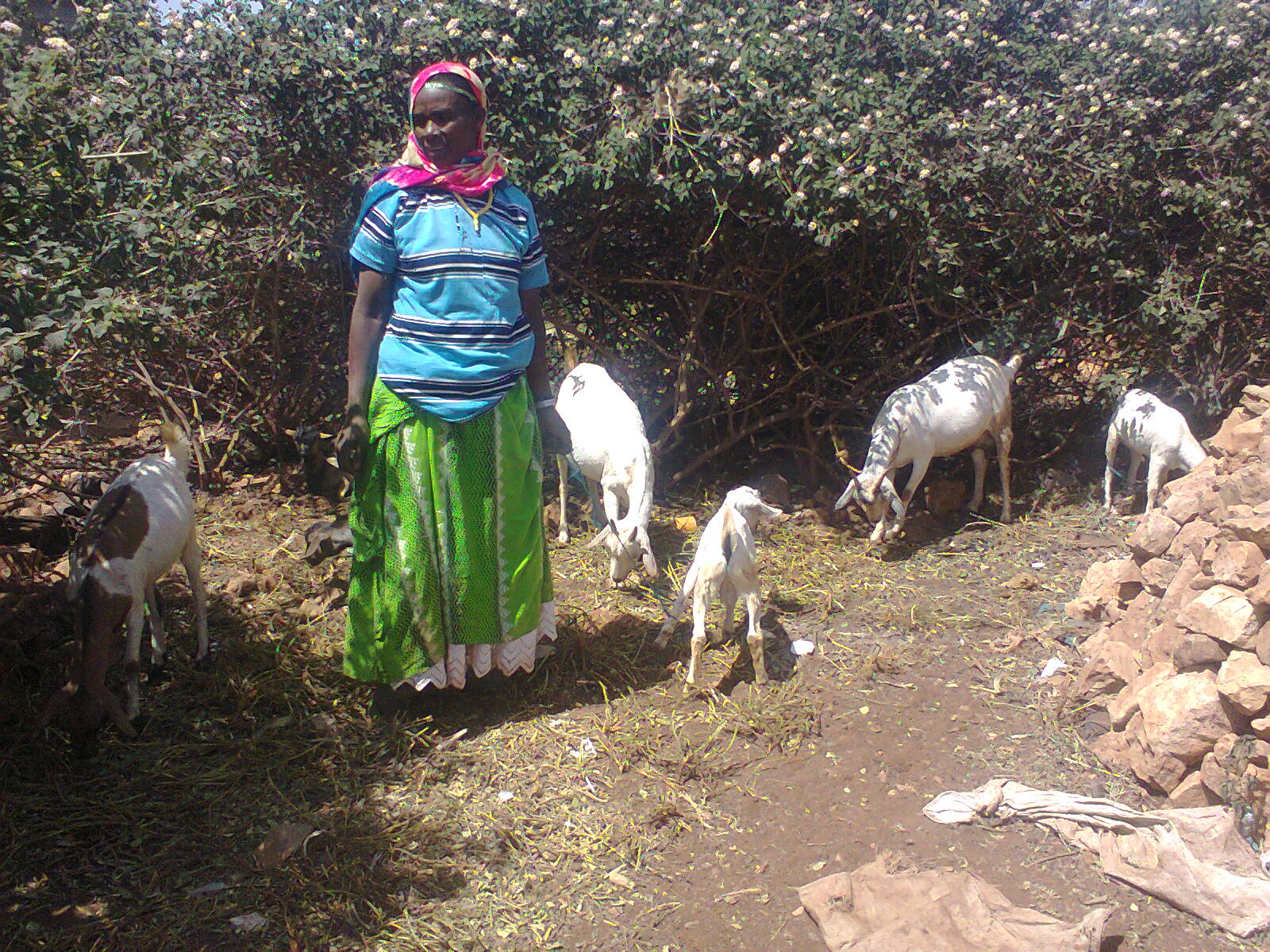 Momina Gezali says SILC has provided many opportunities for her family. Photo courtesy of Megerssa Fida : Momina Gezali says SILC has provided many opportunities for her family. Photo courtesy of Megerssa Fida