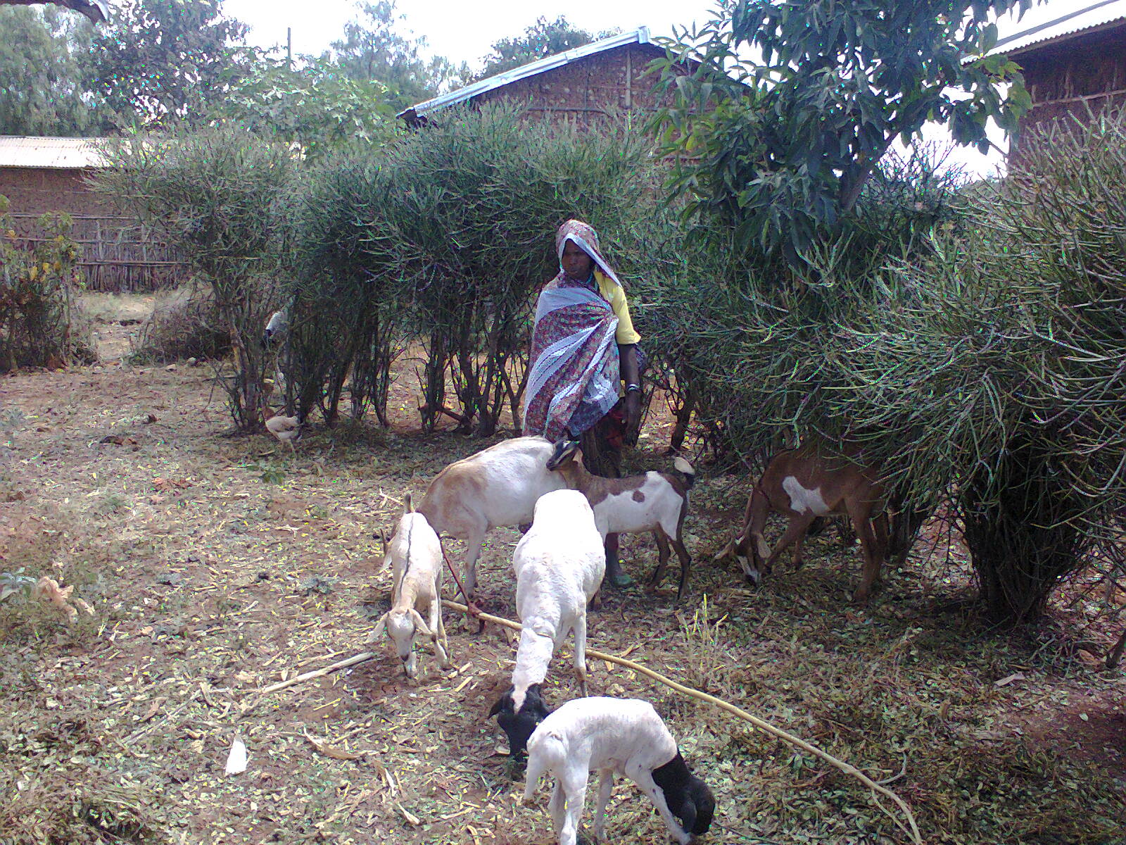 Genete Mehammed owns four goats, two sheep, a heifer and two donkeys. She acquired the animals after joining a SILC group. Photo courtesy of Megerssa Fida Genete Mehammed owns four goats, two sheep, a heifer and two donkeys. She acquired the animals after joining a SILC group. Photo courtesy of Megerssa Fida