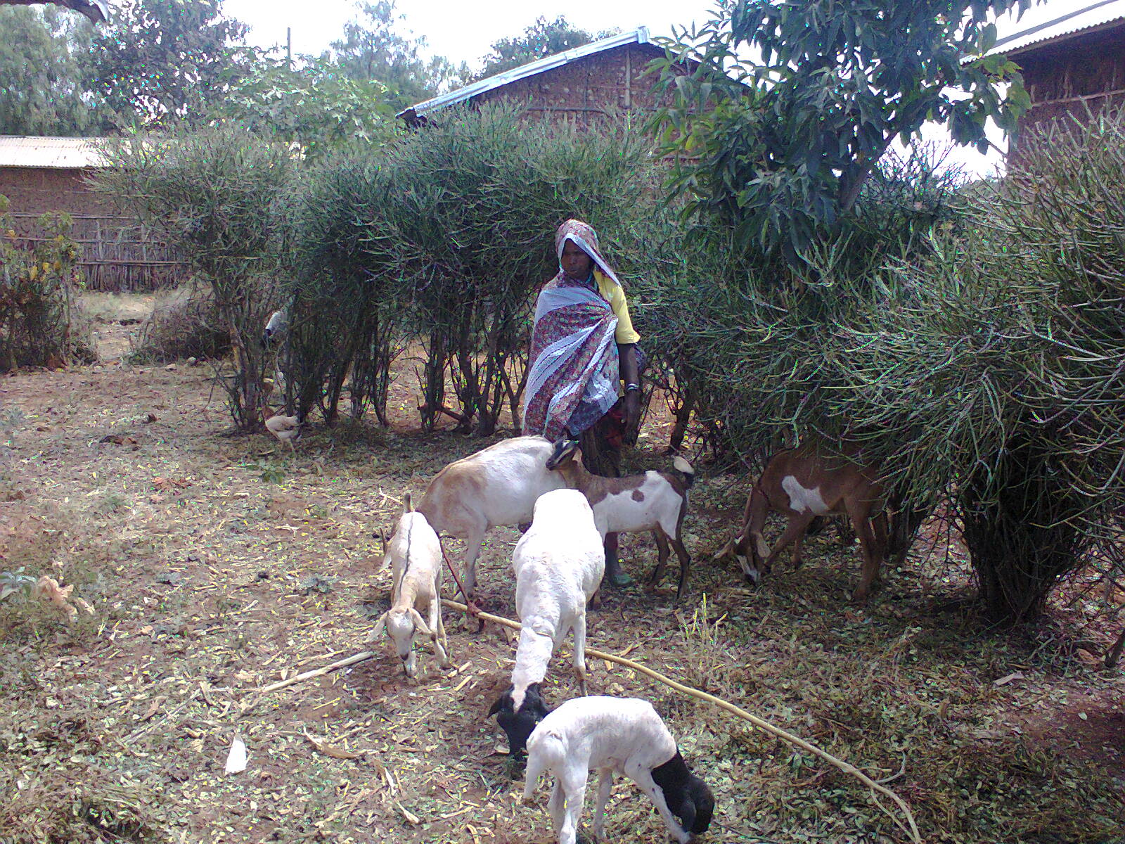 Genete Mehammed owns four goats, two sheep, a heifer and two donkeys.  She acquired the animals after joining a SILC group. Photo courtesy of Megerssa Fida 