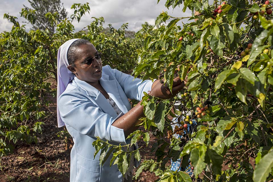 harvesting coffee in Kenya