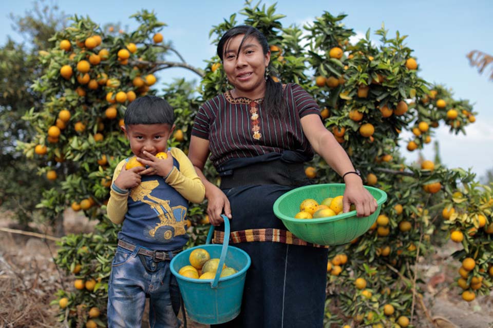 picking oranges in Guatemala