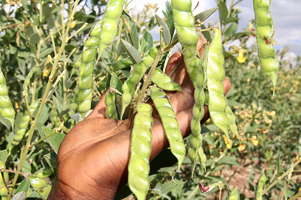 pigeon pea crop in Zambia