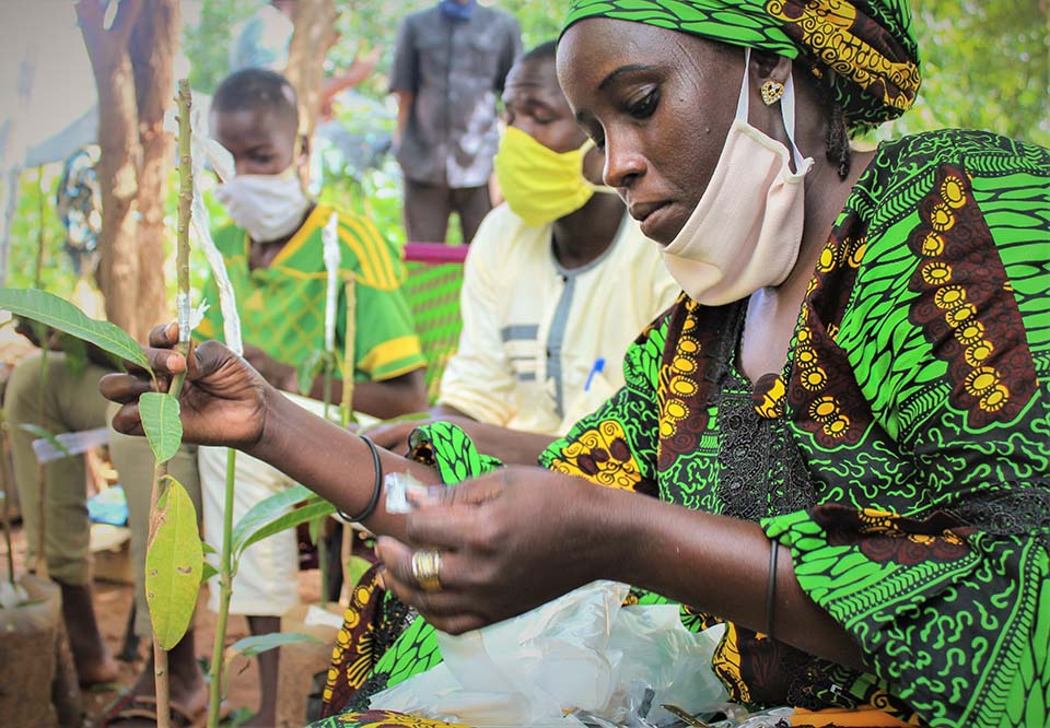 grafting plants in Niger