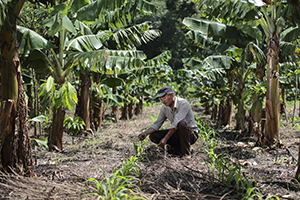 planting in El Salvador