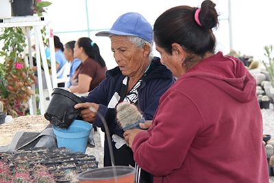 preparing cactus for sale