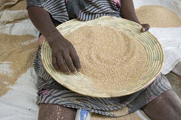 preparing grain in a shallow basket