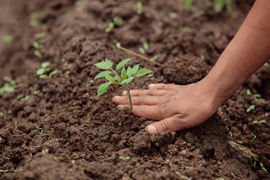 A woman in Guatemala pats down dirt around a tomato plant in her greenhouse.