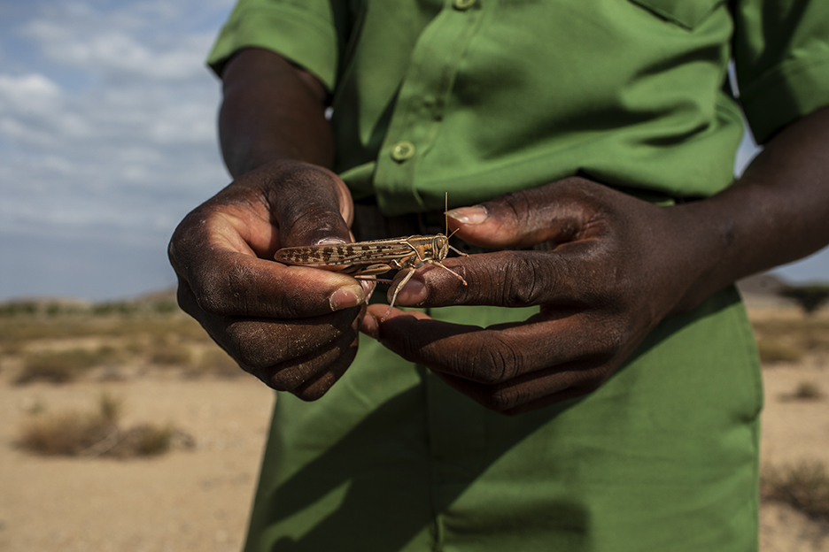 A man in Kenya holds a locust after it swarmed crops in rural parts of the country