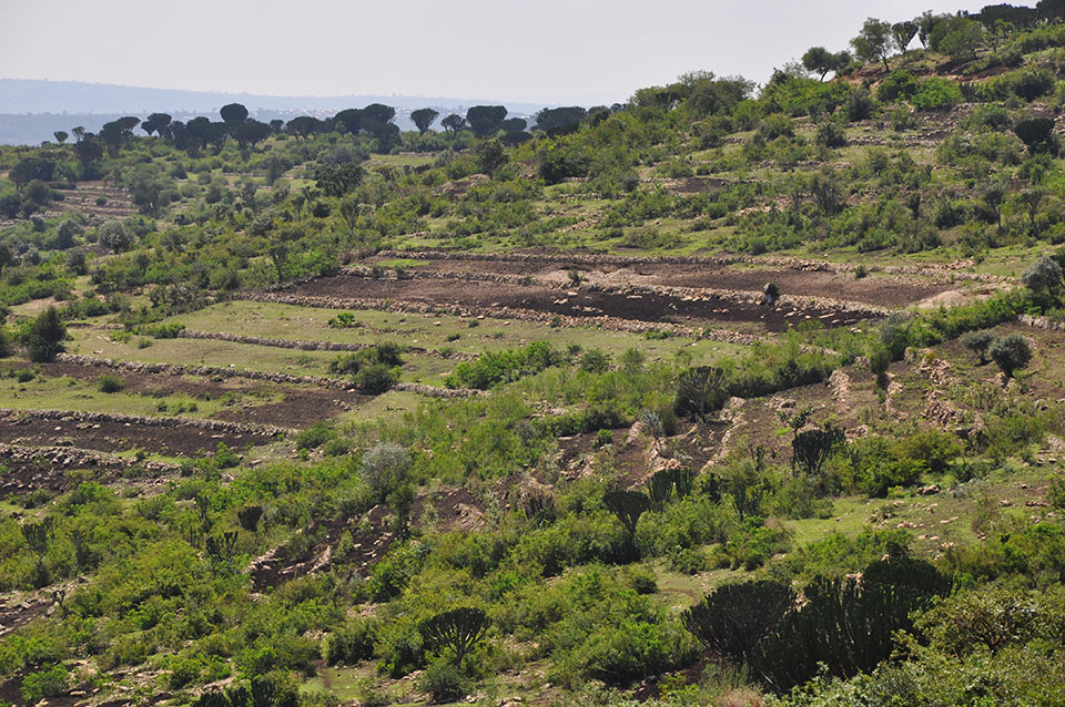 farm land after regeneration work