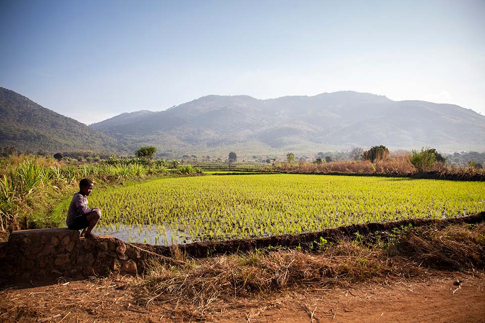 Rice fields in Malawi 