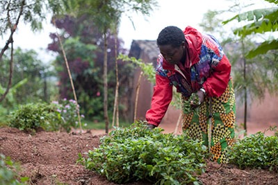 Josée Kabanyana picks amaranth from her compact garden in Rwanda. CRS and its partners show poor coffee farmers how to grow a variety of vegetables and fruits in gardens that use labor and other resources efficiently. Photo by Laura Elizabeth Pohl for CRS