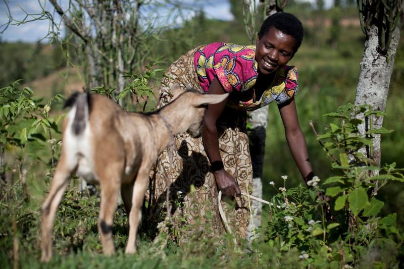 Therese Umuhire and dozens of other farmers in Rwanda were able to purchase animals—which provide fertilizer and income—at a CRS-sponsored livestock fair. Photo by Laura Elizabeth Pohl for CRS.