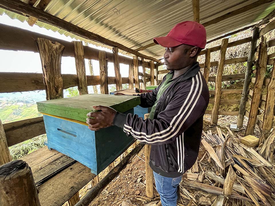 Rwanda beekeeper demonstrates traditional beehive