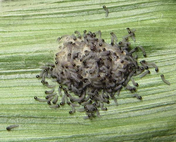 fall army worms on leaf