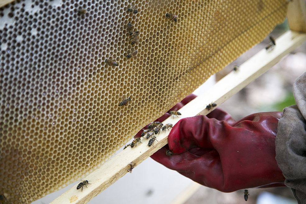 Beekeeper Jean-Louis Mendy inspects a beehive in Niaguis, Senegal. A CRS project there invites people to overcome conflict and work together to improve their livelihoods. Photo by Michael Stulman/CRS