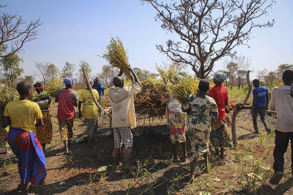 sesame harvesting in Central African Republic