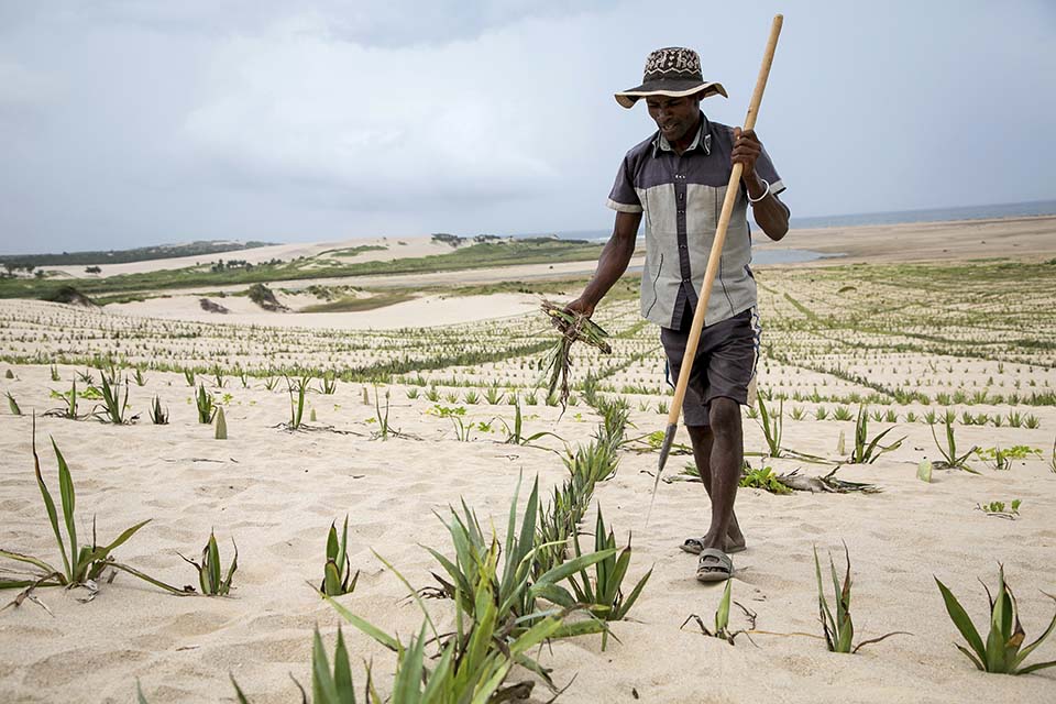 sisal on Madagascar dune