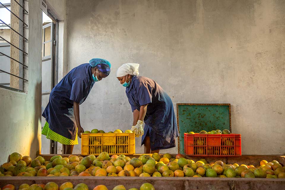 mango operation in Kenya