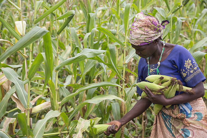 A CRS program that links small-scale farmers with markets helped Gertruda Domayo, a farmer from Nakahegwa, Tanzania, increase her crop yields and income. Photo by Sara A. Fajardo/CRS